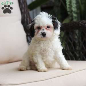 Jordan, Cavapoo Puppy